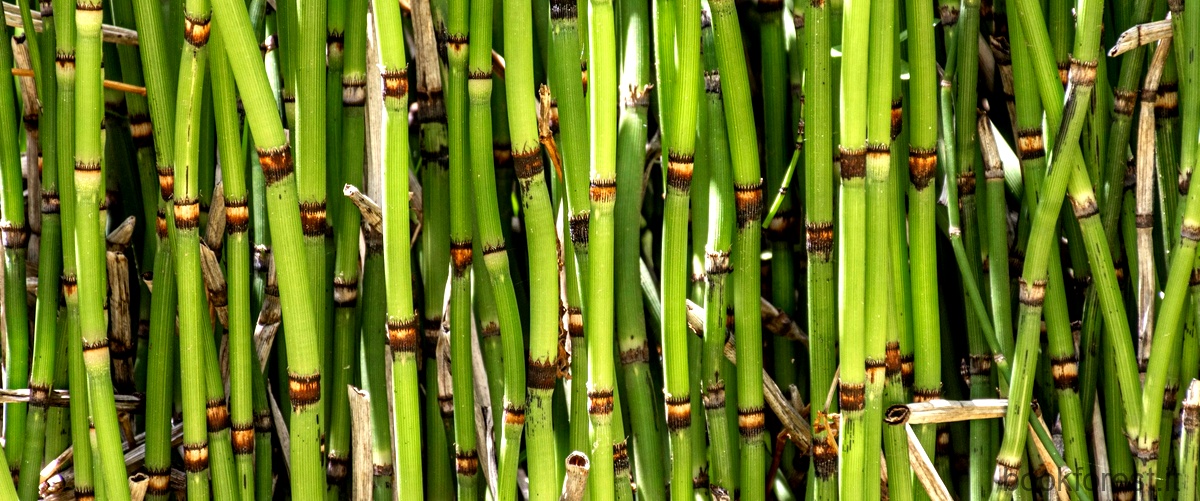 A cosa può servire il bambù?