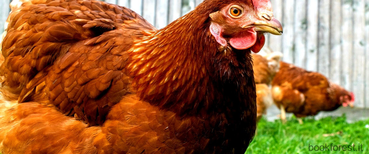 Big Chicken: un viaggio nel mondo degli antibiotici nella produzione avicola
