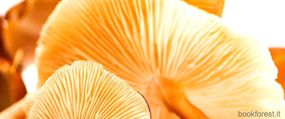 Cosa sono i funghi cinesi?